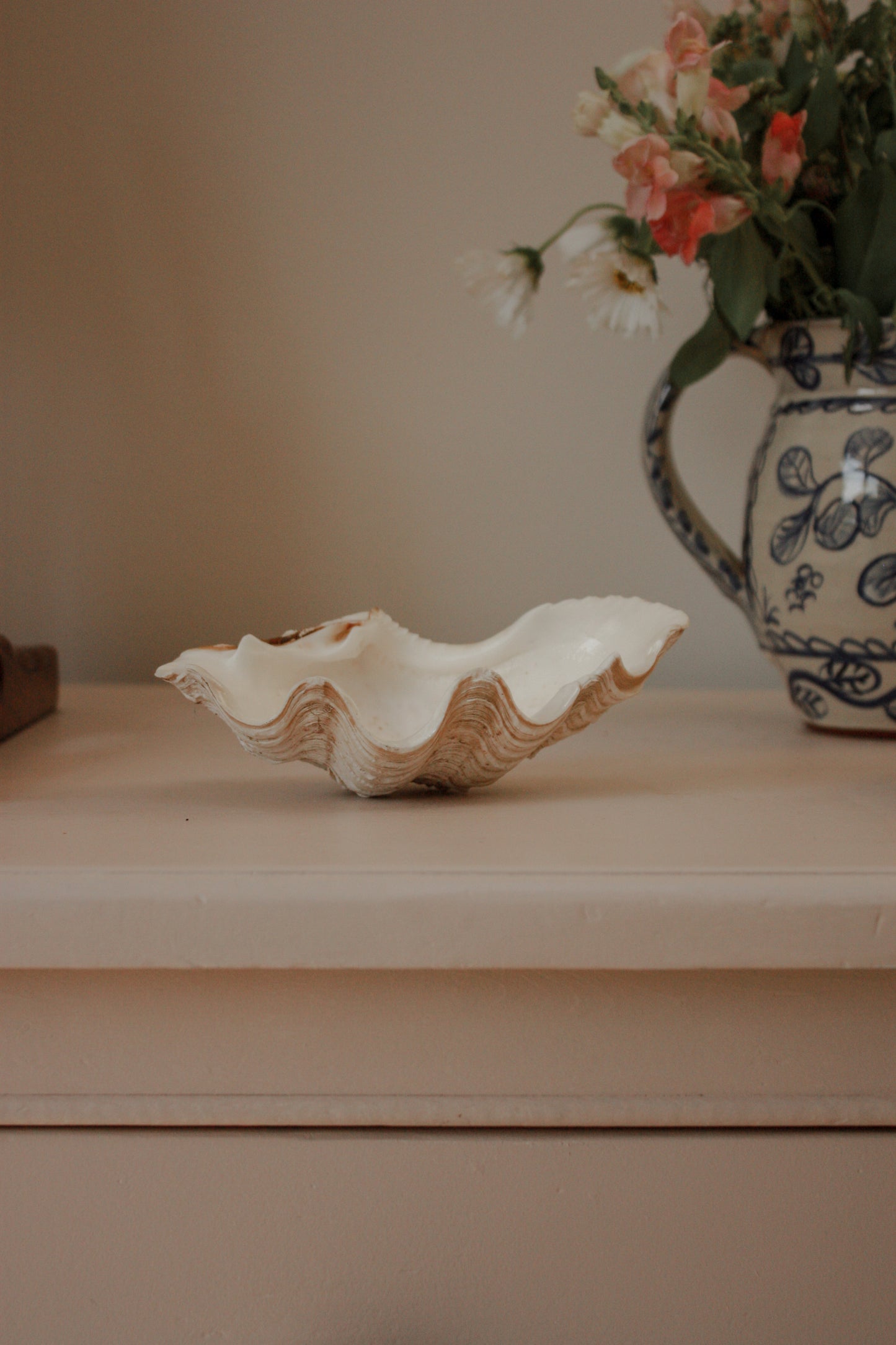 Small clam shell