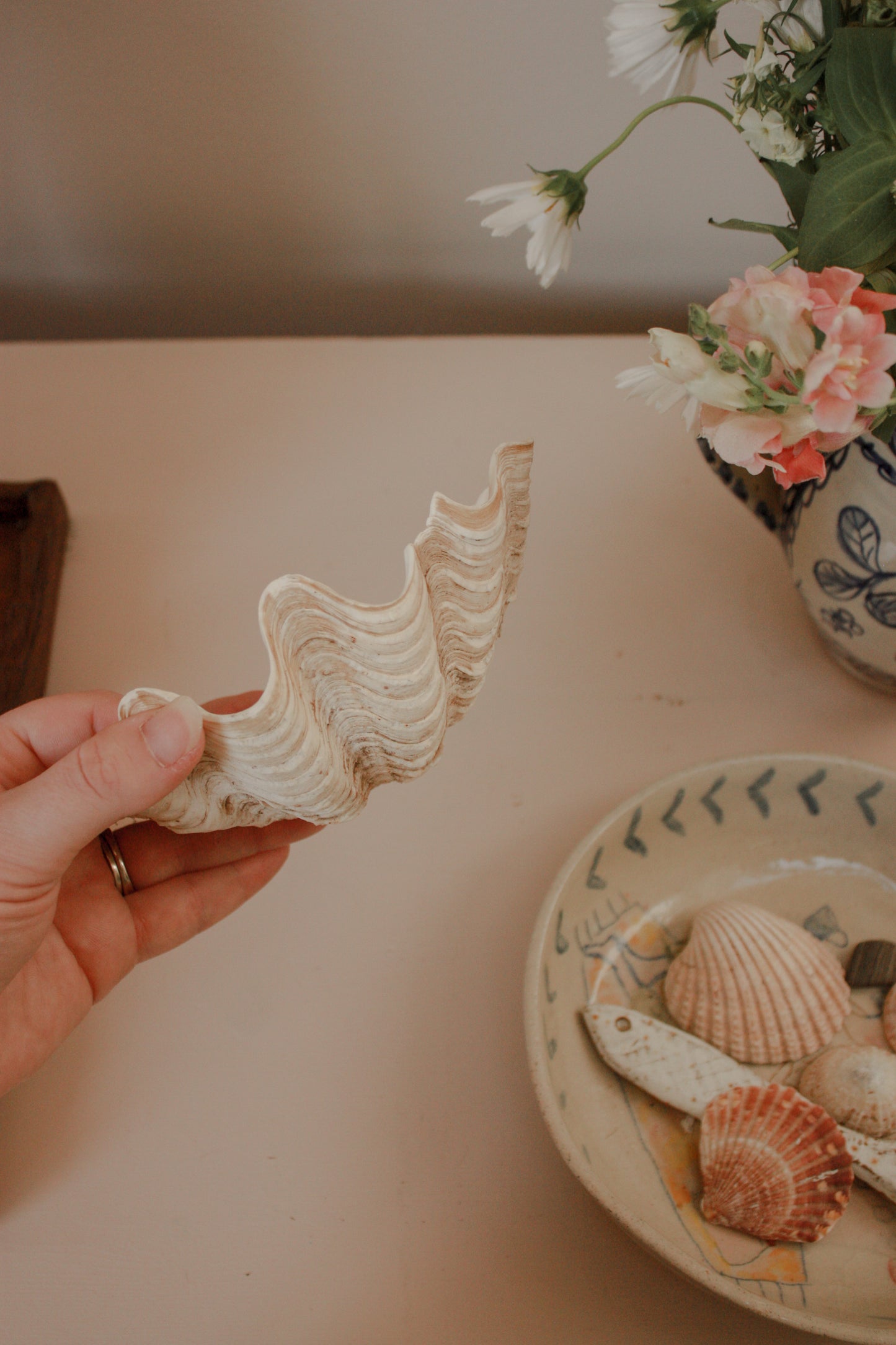 Small clam shell